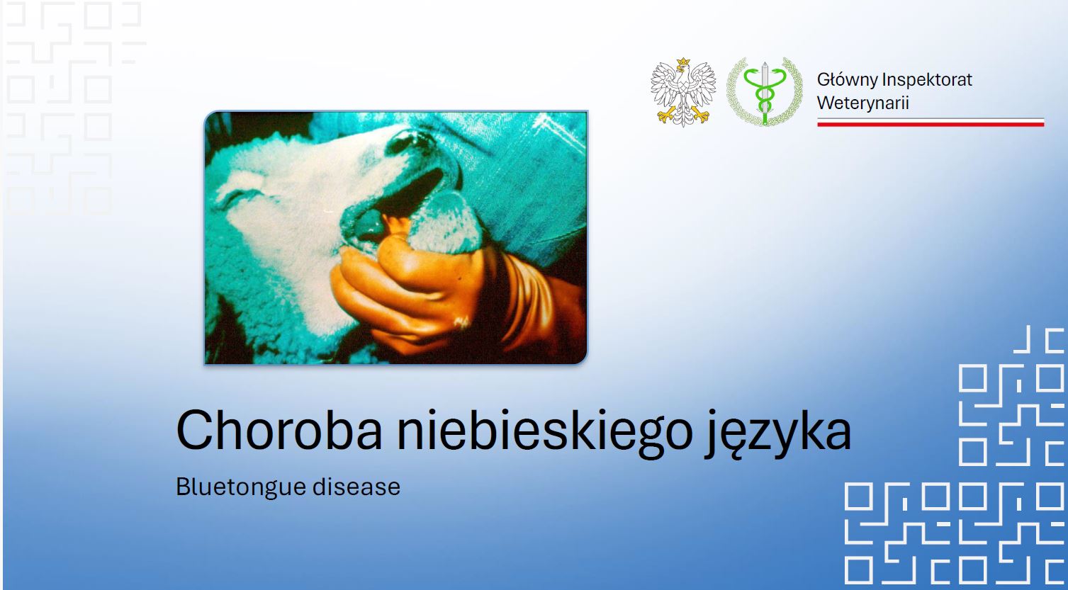 chroba nie jezyka