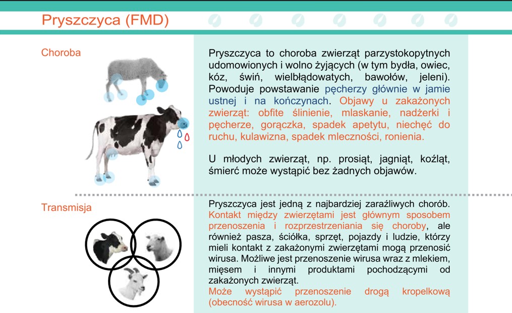 pryszczyca